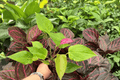 Anthurium Million Flowers Red Starter Plants - 2 Exact Live Plants