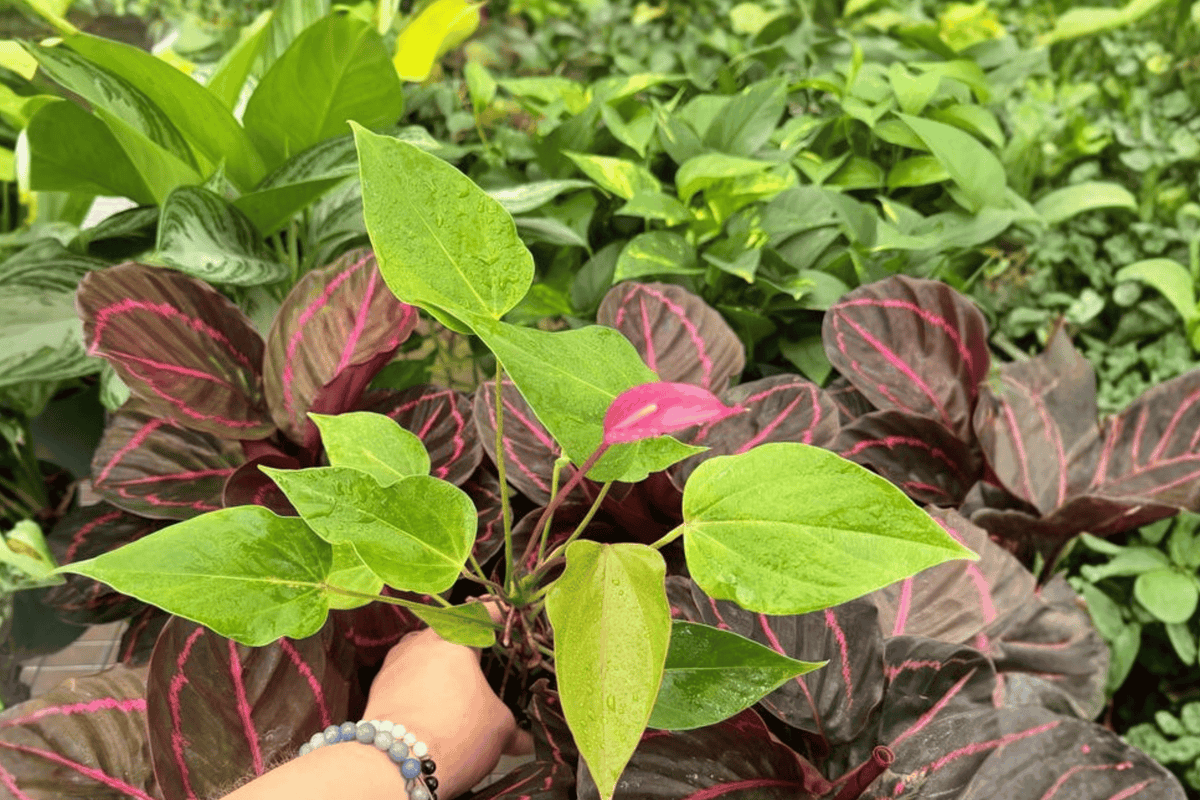 Anthurium Million Flowers Red Starter Plants - 2 Exact Live Plants