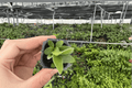 Platycerium Foong Siqi Staghorn Fern Starter Plants - 2 Bare Root