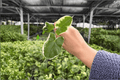 Alocasia Mickey Mouse (Xanthosoma sagittifolium Variegatum) — 2 Exact Live Starter Plants