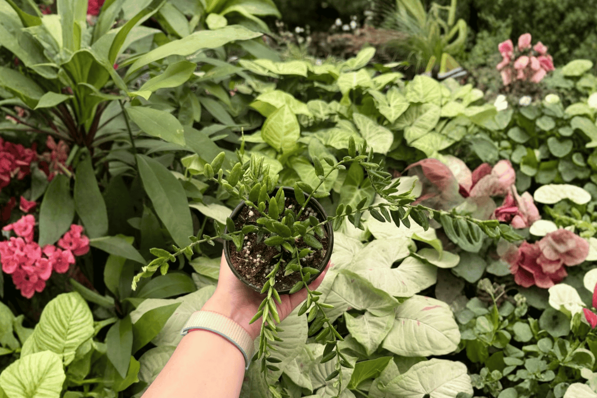 Hoya engleriana Live Plants (2) in 4-Inch Pots | Tropical Vining Houseplants