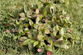Peperomia Ginny Live Plant | Variegated Peperomia clusiifolia ‘Ginny’ in 2-Inch Pot