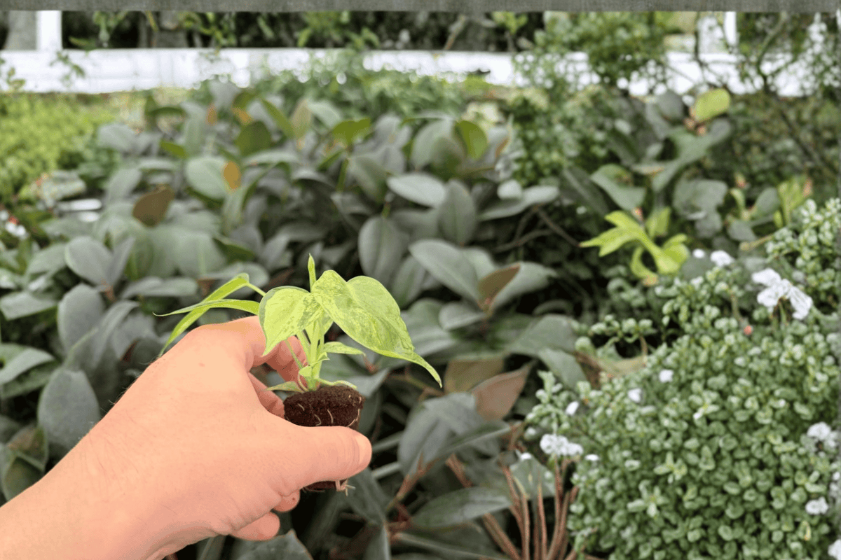 Philodendron Burle Marx Variegated Starter Plants (2 Exact Plugs) - Live Plant