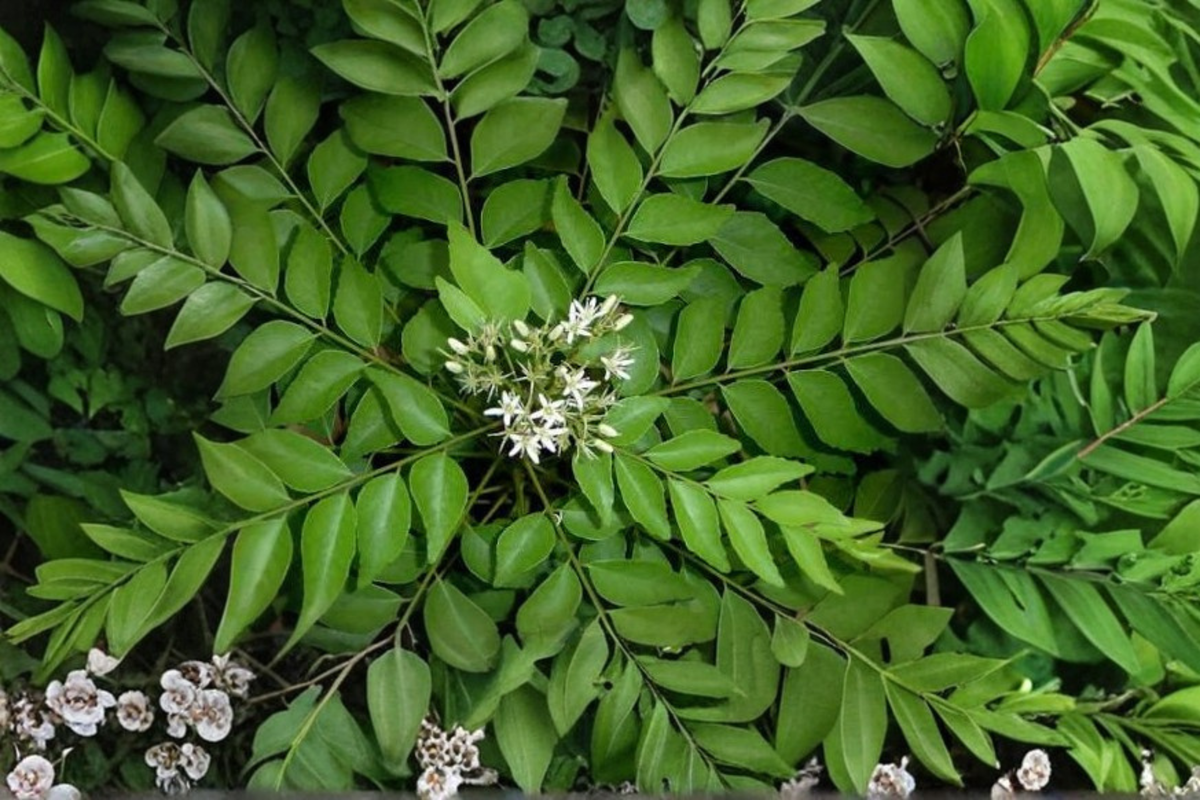 Curry Leaf Plant Starter Murraya koenigii — 4–6 in. Potted Live
