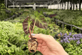 Alocasia Balloon Heart Starter Plants (2) - Live 2-Inch Pot, Upright Rhizomatous Foliage