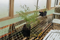 Arborvitae Ellwangeriana Live Plant Quart Pot | Thuja occidentalis Compact Evergreen Shrub