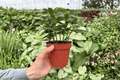 Nematanthus Tropicana Goldfish Plant - 2 Live Plants in 4-Inch Pots (Exact Plants)