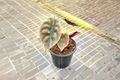 Alocasia Red Secret (Alocasia cuprea) - 4 Inch Rooted Live Plant