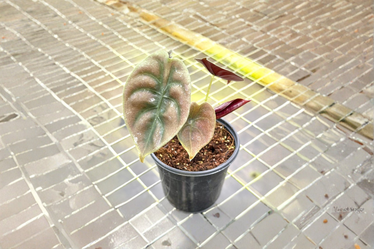 Alocasia Red Secret (Alocasia cuprea) - 4 Inch Rooted Live Plant