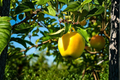 Dorsett Golden Apple Tree - Grafted, Self-Pollinating Fruit Tree Ready to Plant