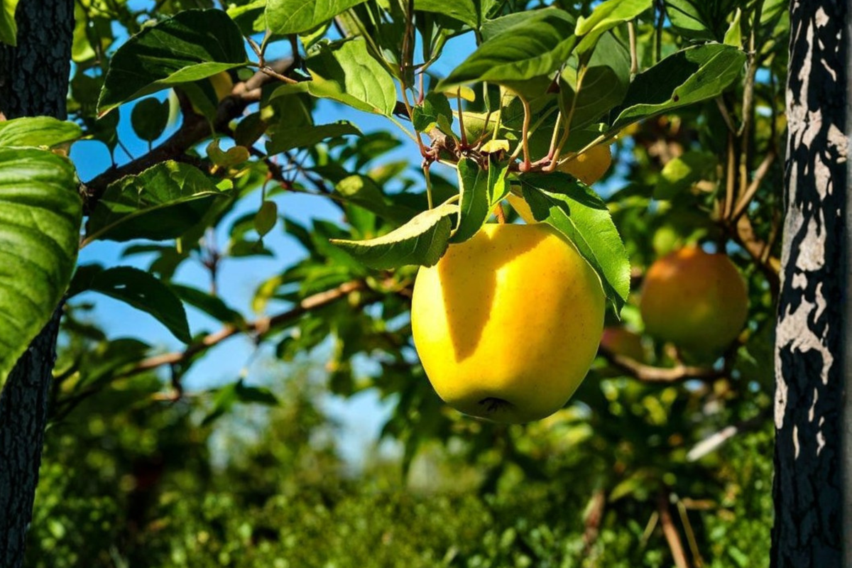 Dorsett Golden Apple Tree - Grafted, Self-Pollinating Fruit Tree Ready to Plant
