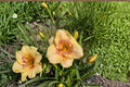 Daylily Summer Blush Bare Root Plants | 3 Plants