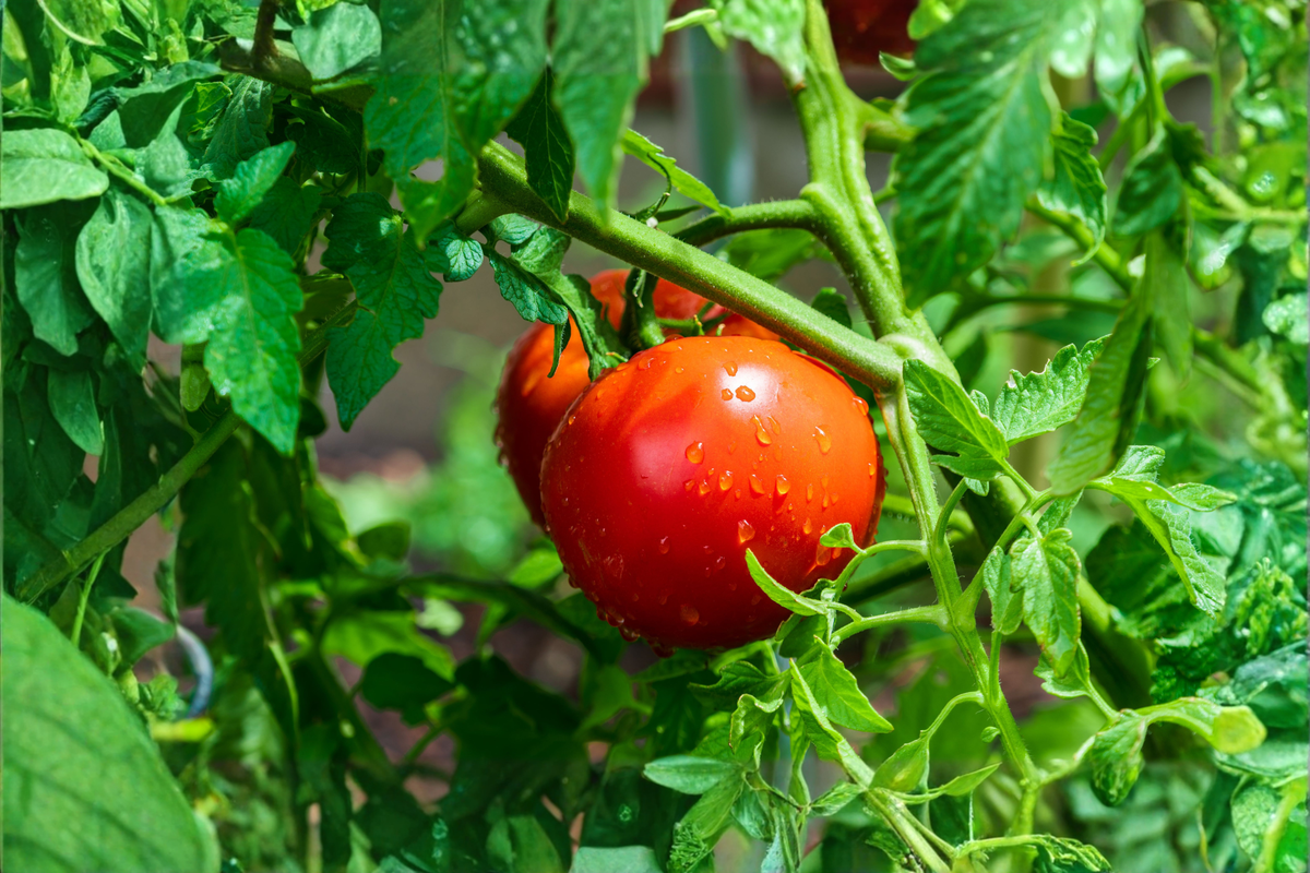 Beefsteak Tomato Live Plants - 3-Pack | Solanum lycopersicum