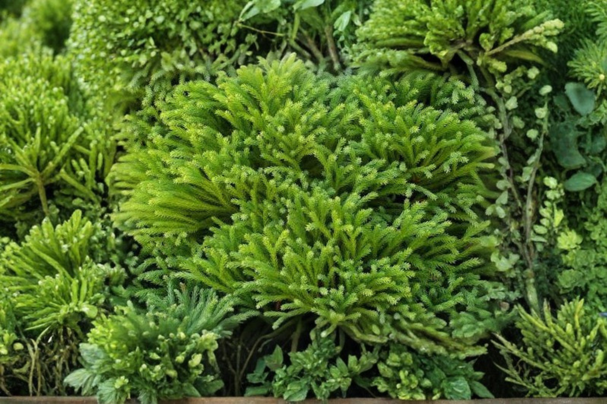 Globosa Nana Dwarf Cryptomeria Live Plant - 1 in Full Gallon Pot