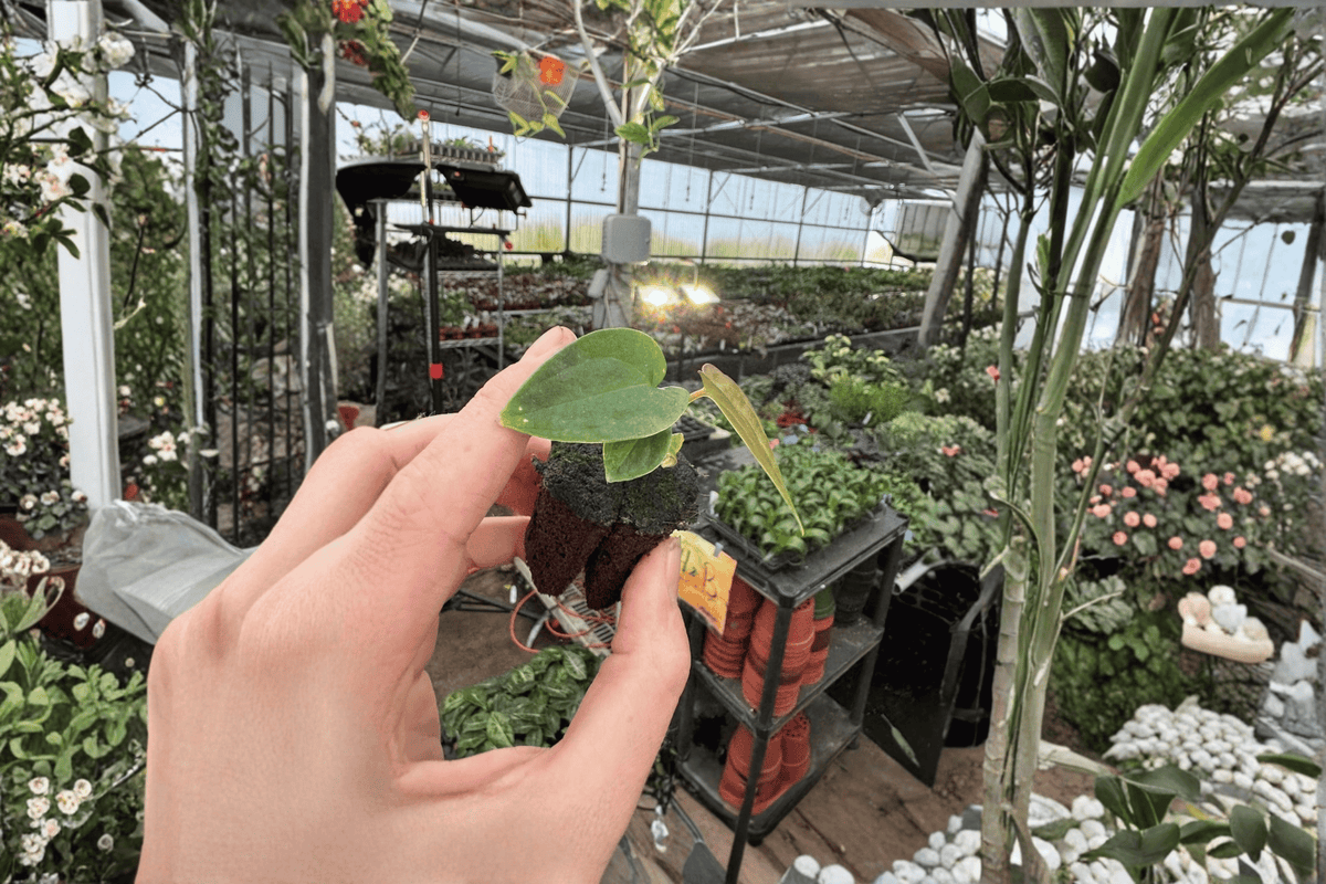 Anthurium Guna Yala × Black Velvet Eastern Panama Starter Plants – 2 Live Bare Root