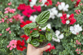 Peperomia Ecuador Starter Live Plant - Rooted Watermelon Pattern Indoor Houseplant