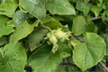 American Hazelnut Corylus americana Live Plant - 3 Gallon Pot