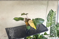 Philodendron Orange Princess - 4 Inch Rooted Live Plant Variegated Marble Foliage