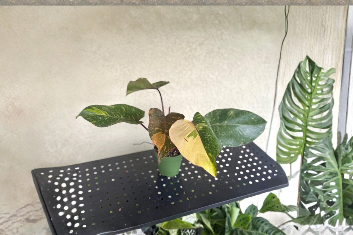 Philodendron Orange Princess - 4 Inch Rooted Live Plant Variegated Marble Foliage