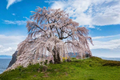 White Snow Fountain Weeping Cherry Tree Seeds – 5 Seeds, Planting Instructions Included