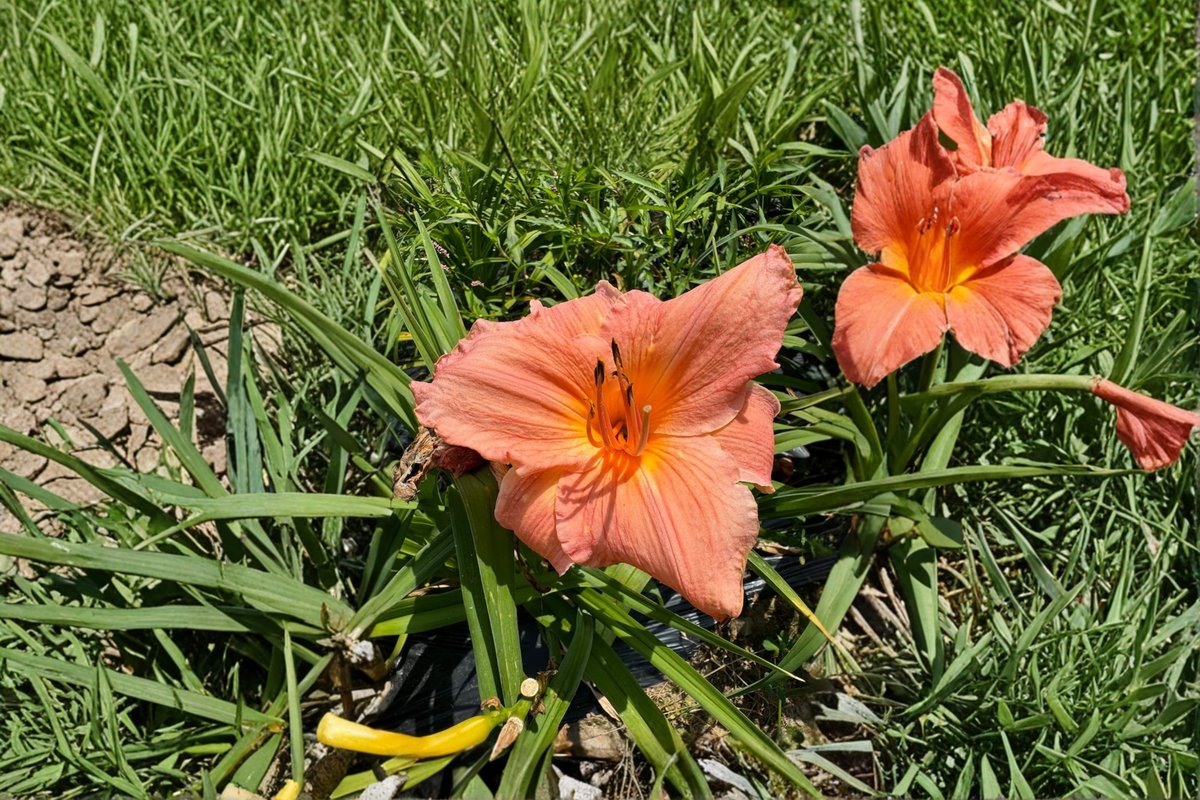 Daylily Frank Gladney Bare Root Plants | Hemerocallis Orange-Red, 3-Pack