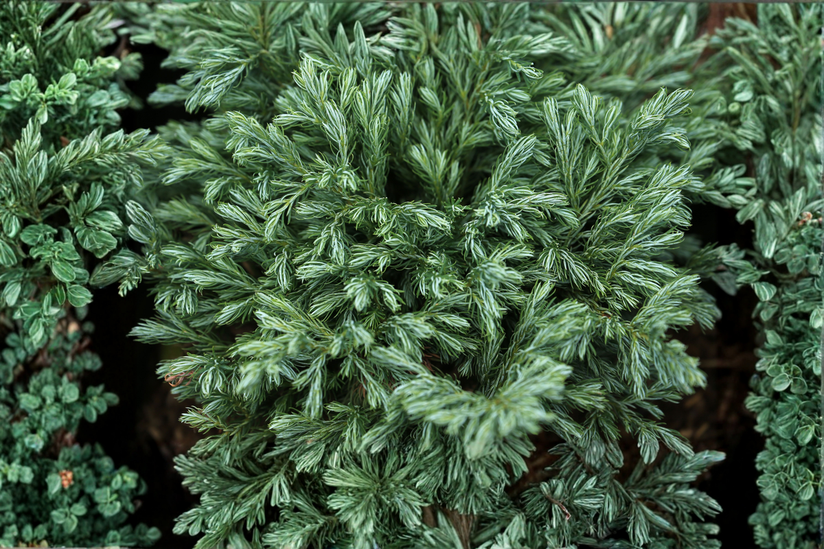 Globosa Nana Dwarf Cryptomeria Live Plant in Grow Bag – Cryptomeria japonica