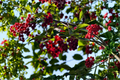 Nanking Bush Cherry Prunus tomentosa 'Nanking' Live Plant - 24+ Inches