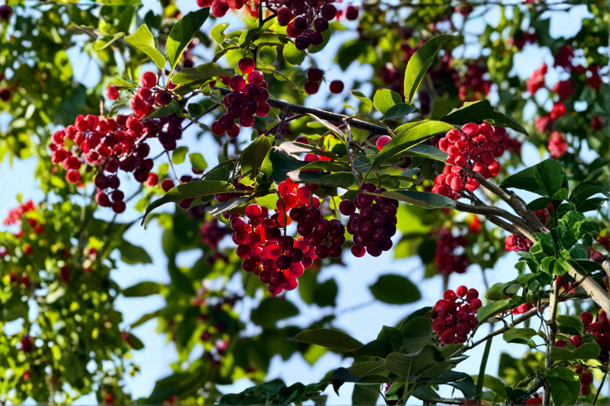 Nanking Bush Cherry Prunus tomentosa 'Nanking' Live Plant - 24+ Inches