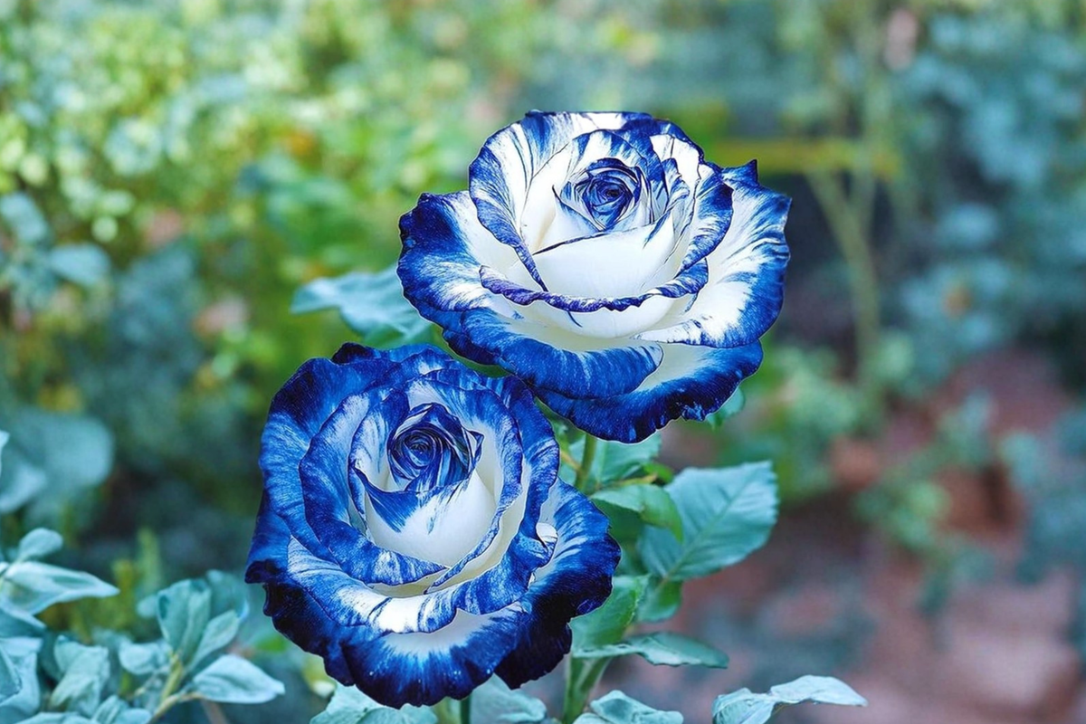 English Blue & White Rose Seeds - 10 Fresh Rosa Hybrid Seeds for Garden, Pots