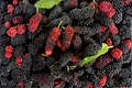 Dwarf Everbearing Mulberry Live Plants – 2 Starter Plants Morus spp.