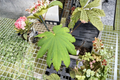 Acer japonicum Attaryi Japanese Maple Live Plant in 1 Gallon Pot
