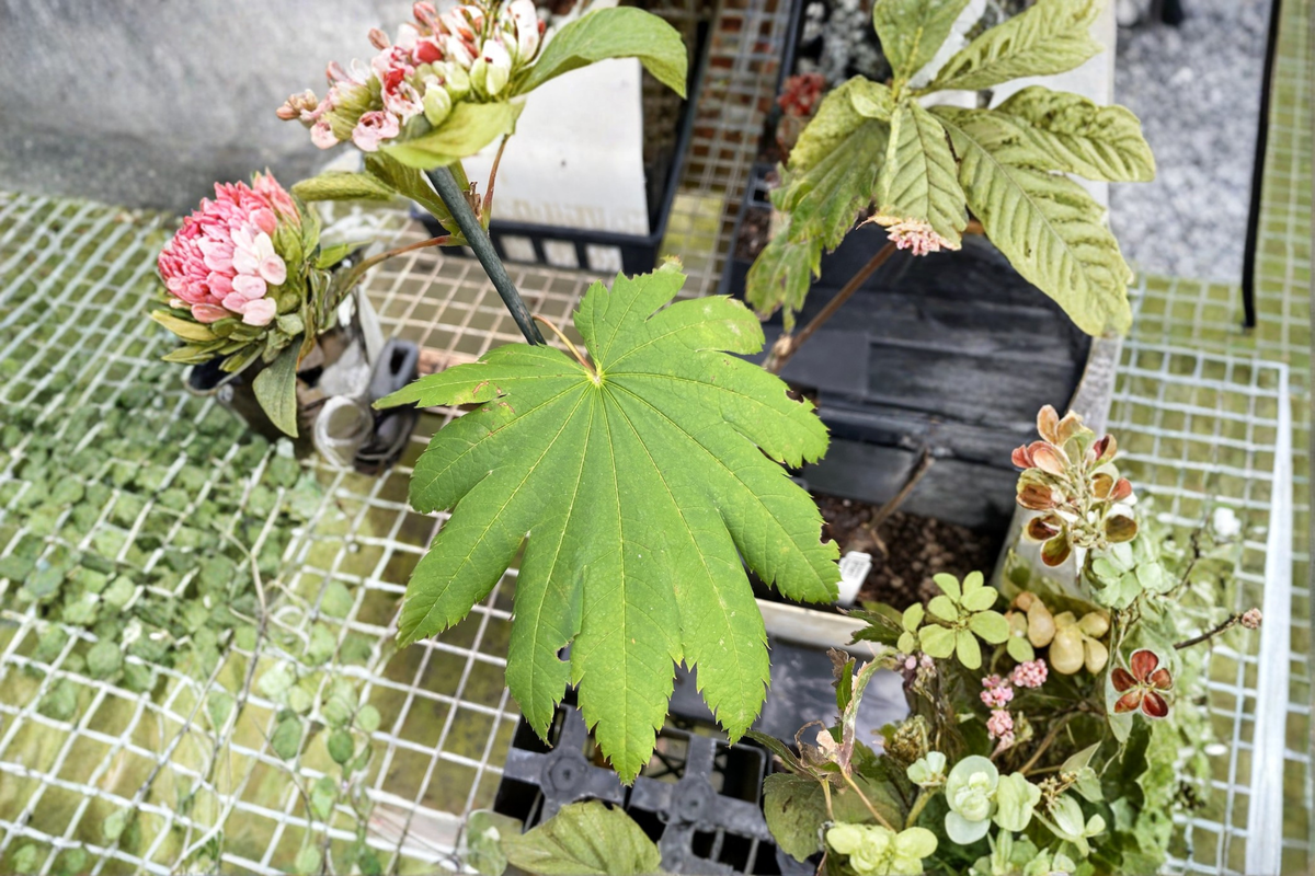 Acer japonicum Attaryi Japanese Maple Live Plant in 1 Gallon Pot