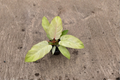Philodendron Snowdrift - 4-Inch Rooted Live Plant with White Variegation