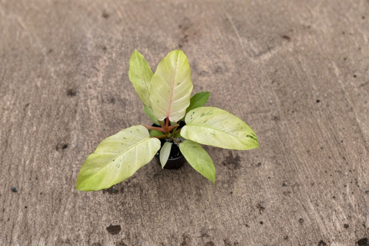 Philodendron Snowdrift - 4-Inch Rooted Live Plant with White Variegation