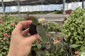 Platycerium Polar Bear Staghorn Fern Starter Plants (2) - Bare Root / Soil Pod