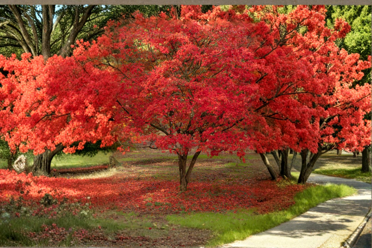 Red Maple Acer rubrum Live Sapling 18-24 Inches in 1/2 Gallon Pot - Shade Tree