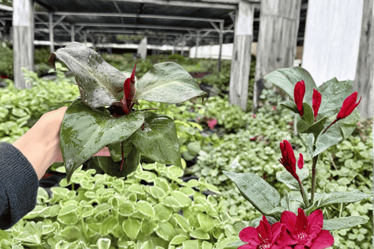 Philodendron Red Heart - 2 Live Plants in 4-Inch Pots (Exact Photos) | Red Heart Aroid