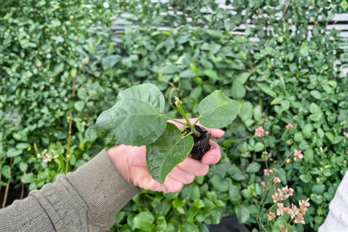 Voodoo Magic Hibiscus Live Starter Plants - 2 Bare Root in Soil Pods (Hibiscus rosa-sinensis)