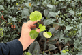 Philodendron Hope Aurea Variegated Starter Plants (2) – Plugs