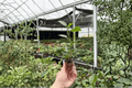 Pride of Hankins Pink Hibiscus Starter Plants (2) Bare Root Hibiscus rosa-sinensis