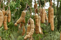 Tamarind Seeds 8 Pack - Tropical Fruit Tree Seeds for Indoor/Outdoor Growing
