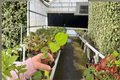 Auntie Lillies Salad Tree Abelmoschus manihot - 2 Starter Live Plants