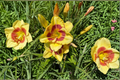 Monterrey Jack Daylily - Bare Root (3) Dark Red Hemerocallis Perennial