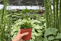 Hoya Longifolia - 2 Live Plants in 4-Inch Pots | Exact Plants
