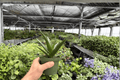 Aloe Black Gem - 2 Live Plants in 4-Inch Pots (Exact Plants) - Black Gem Aloe