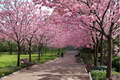 Japanese Sakura Cherry Tree Seeds - 3 Seeds for Outdoor or Container Growing