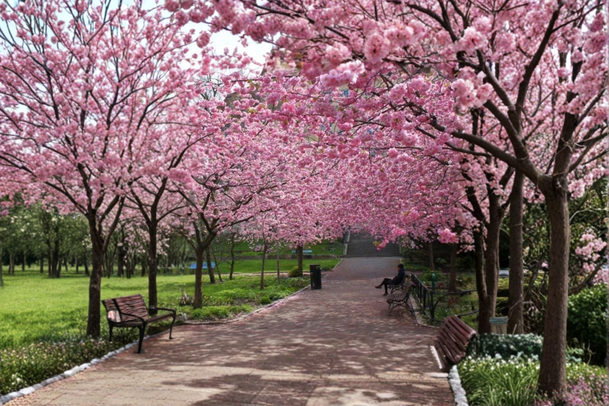 Japanese Sakura Cherry Tree Seeds - 3 Seeds for Outdoor or Container Growing