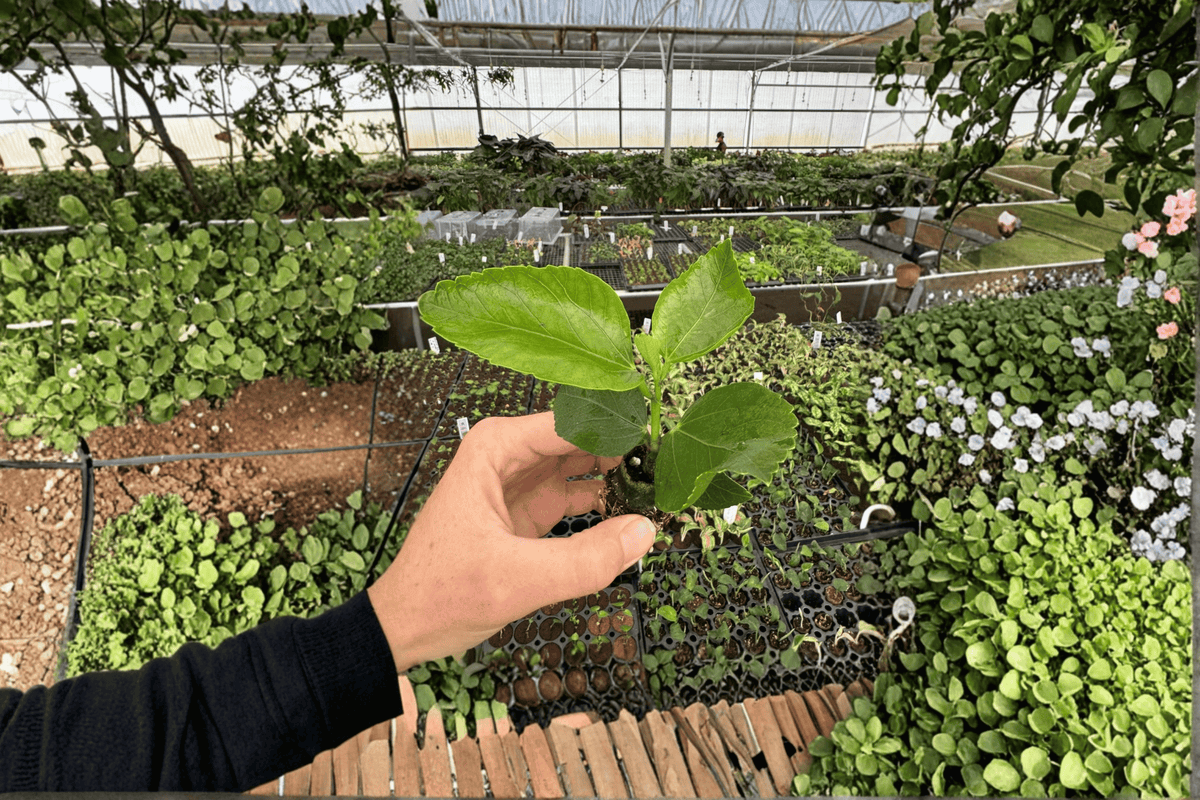 Quasar Hibiscus Starter Plants (2) | Bare Root, Tropical Hibiscus