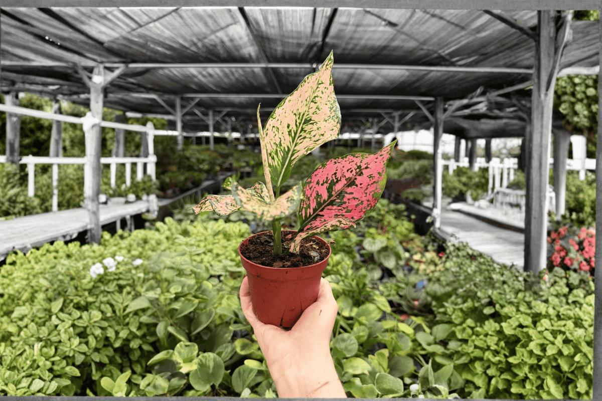 Aglaonema Light Pink Triphet - 2 Live Plants in 4-Inch Pots