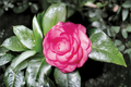 Japanese Camellia Pink Princess 1 Gal Live Plant | Camellia japonica Pink Flowering Evergreen Shrub